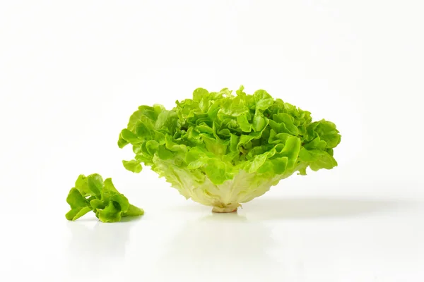 Friss vajfejű saláta — Stock Fotó