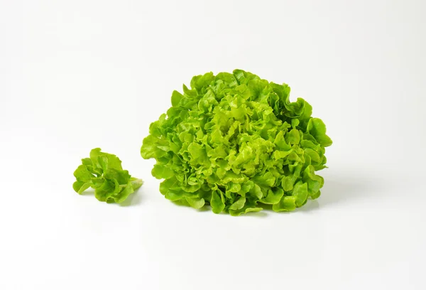 Frischer Butterkopfsalat — Stockfoto