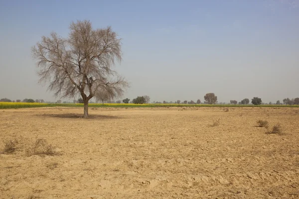 Landschaft von Rajasthan — Stockfoto