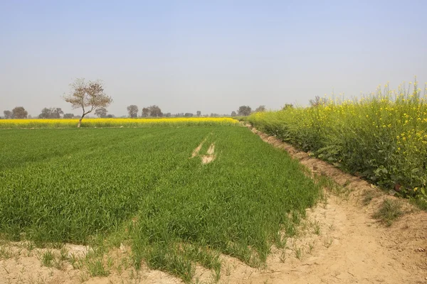 Wheat and mustard — Stock Photo, Image