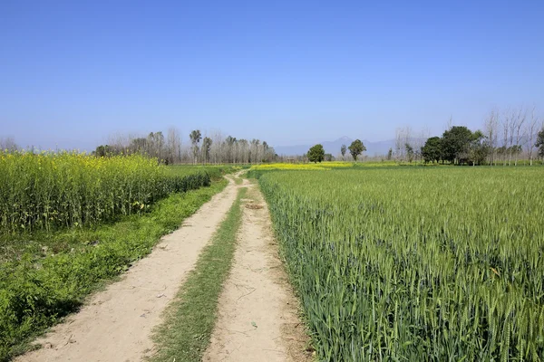 Schilderachtige punjabi landschap — Stockfoto