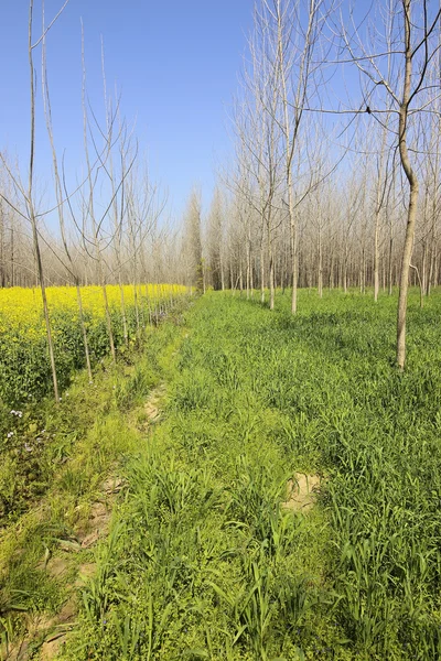 Punjab poplar trees — Stock Photo, Image