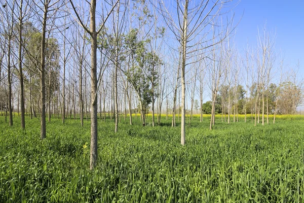 Poplar trees and wheat — Stock Photo, Image