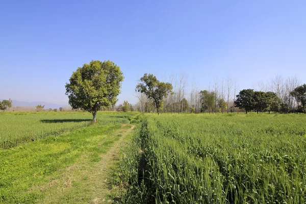 Gewassen in landelijke punjab — Stockfoto