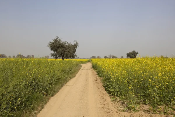 Campi di senape in Abohar rurale, Rajasthan, India . — Foto Stock