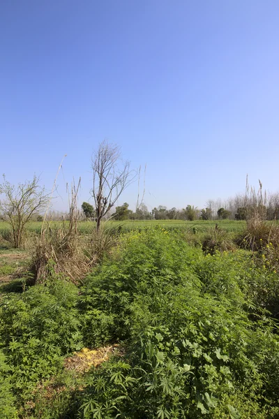 Punjabi landskap med cannabisplantor — Stockfoto