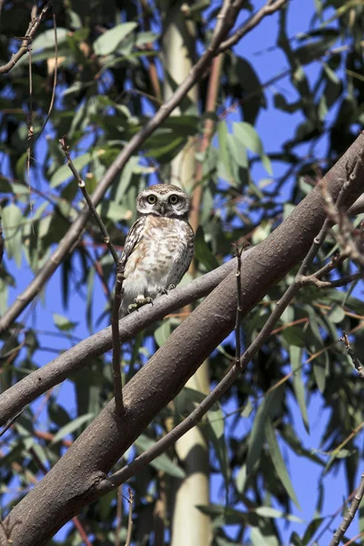 A spotted owlet sitting in a tree — Stock Photo, Image