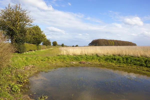 Lagoa pequena fazenda com espinheiro hedgerow — Fotografia de Stock