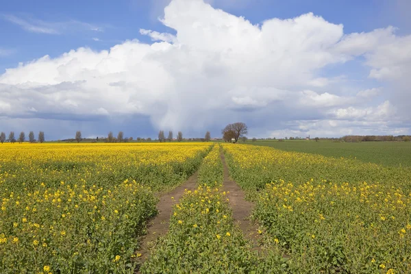 Campi di colza dello Yorkshire — Foto Stock