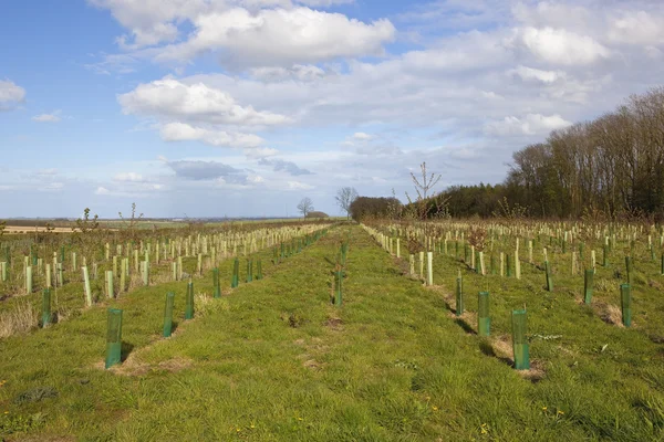 Plantación de bosques en los páramos de yorkshire — Foto de Stock