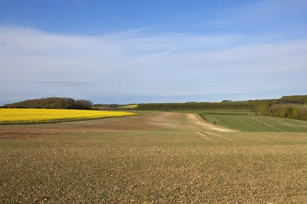 Springtime grödor i yorkshire wolds — Stockfoto