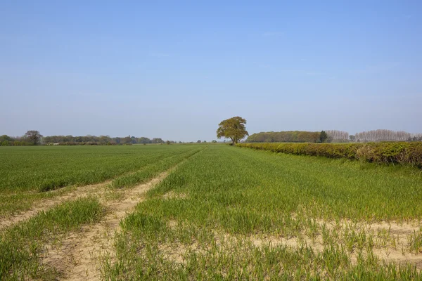 Yorkshire campos de trigo primavera — Fotografia de Stock