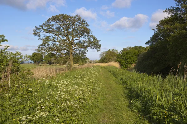 Canal towpath with oak tree — Stock Photo, Image