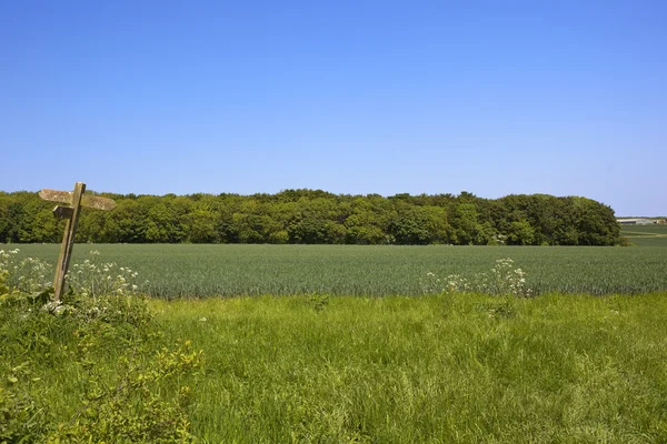 Blé des bois et un panneau pédestre — Photo