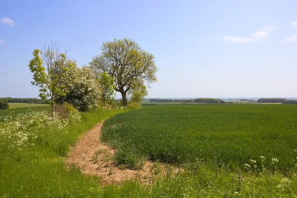 Campo di grano estivo — Foto Stock