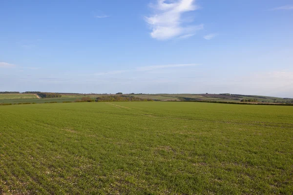 Cosechas jóvenes de trigo en primavera — Foto de Stock