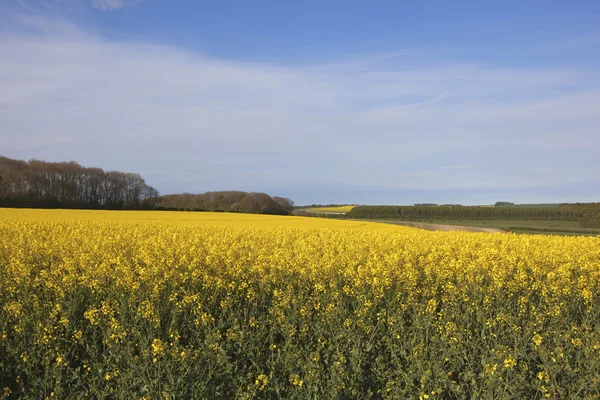 Cultivo amarillo de colza oleaginosa — Foto de Stock