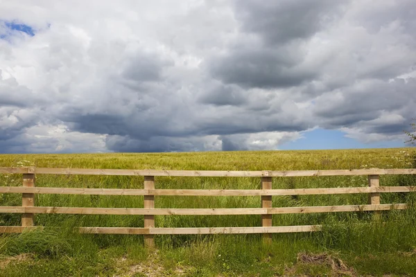 Nubes de tormenta sobre campo de cebada de verano —  Fotos de Stock