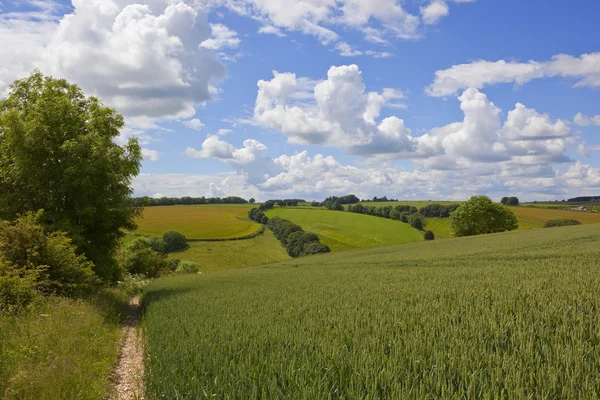 Krajobraz lato Yorkshire wolds — Zdjęcie stockowe