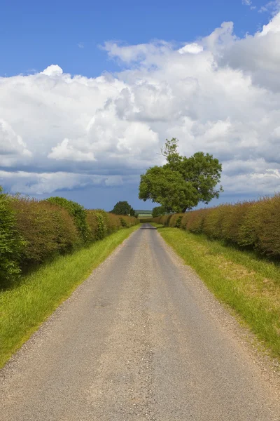 Landstraße mit Esche — Stockfoto