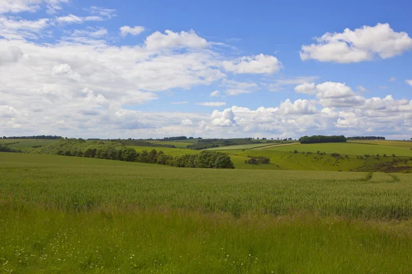 Campo de trigo e flores silvestres — Fotografia de Stock