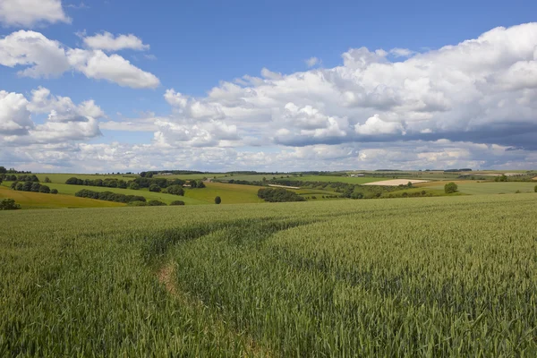 Yorkshire Woldovi scenérie — Stock fotografie