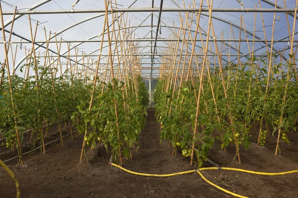 Ekologisk tomat växande — Stockfoto