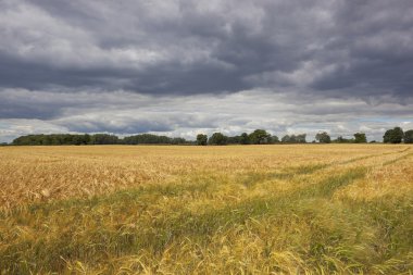 barley under stormy skies clipart