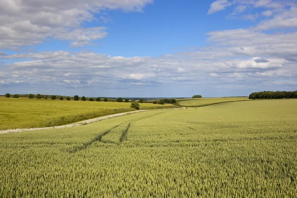 Yorkshire wolds pola pszenicy — Zdjęcie stockowe