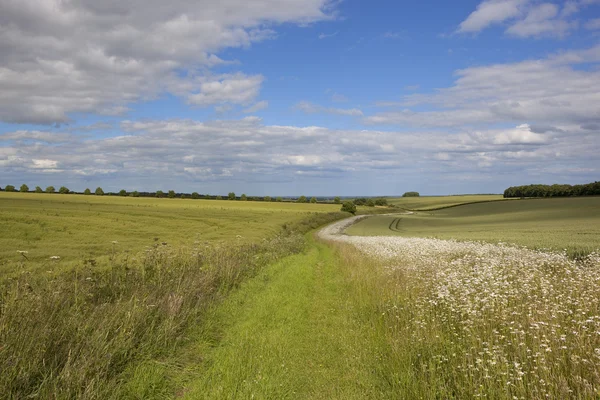 Malerischer Reiterweg mit Wildblumen — Stockfoto