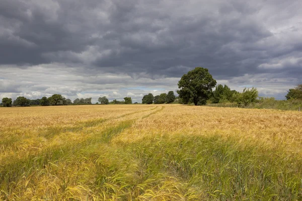 Cielos tormentosos sobre la cosecha de cebada — Foto de Stock