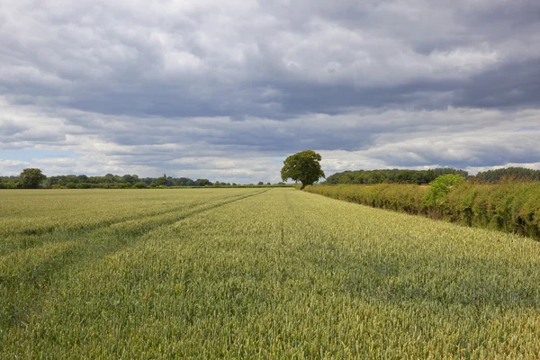 Yorkshire tarwe gewas — Stockfoto