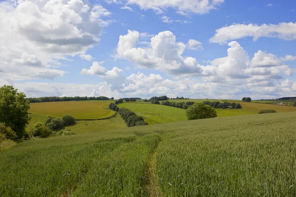 Campi patchwork in estate — Foto Stock