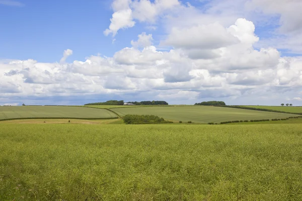 Champ de canola mûrissant — Photo