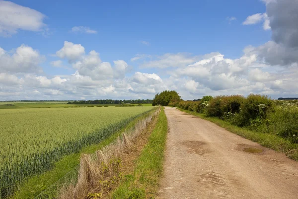 Bridleway with wheat field — Stock Photo, Image