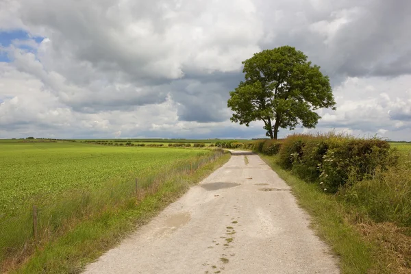 Bridleway e árvore de cinzas — Fotografia de Stock