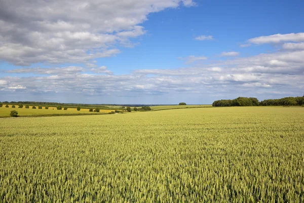 Йоркшир носить урожай пшениці — стокове фото