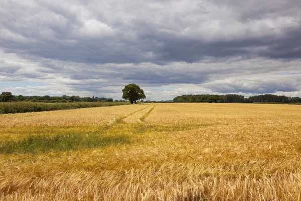 Yorkshire campo de cebada en verano — Foto de Stock