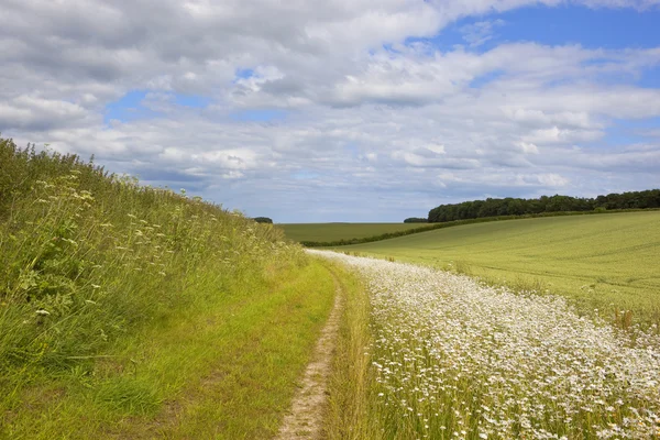 Bridleway and wildflowers — Stock Photo, Image