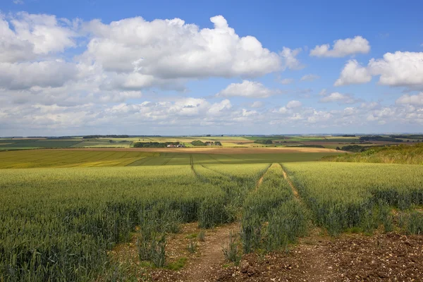 Yorkshire wolds haver velden — Stockfoto