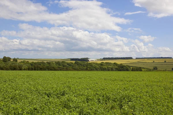 Yorkshire wolds pea fields — Stock Photo, Image