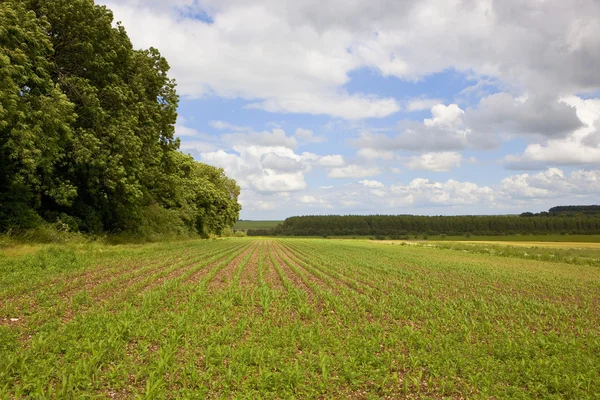 Porumb câmp în timpul verii — Fotografie, imagine de stoc
