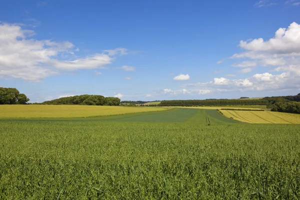 Campos de aveia varrendo — Fotografia de Stock