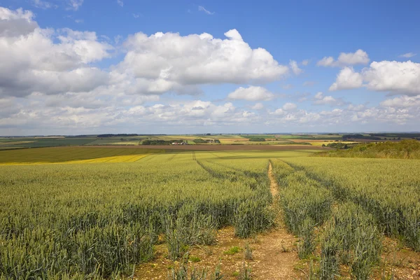 Campo de avena de verano —  Fotos de Stock