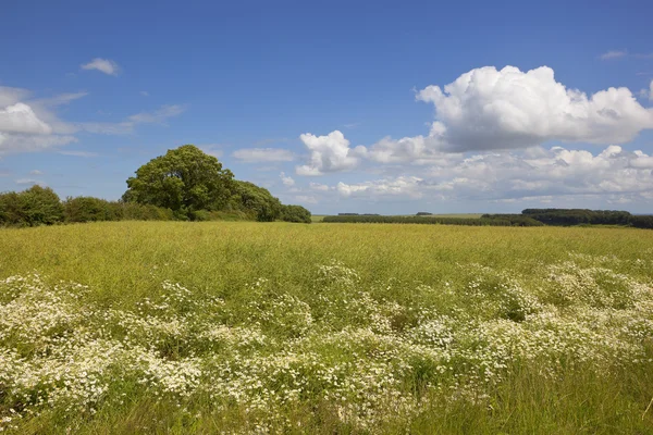 Raps gröda med kamomill — Stockfoto