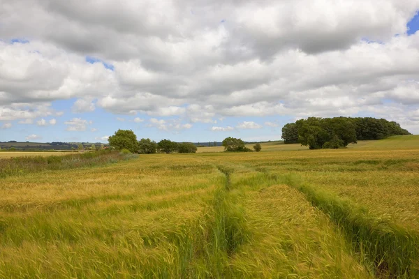 Campos de cebada de maduración — Foto de Stock