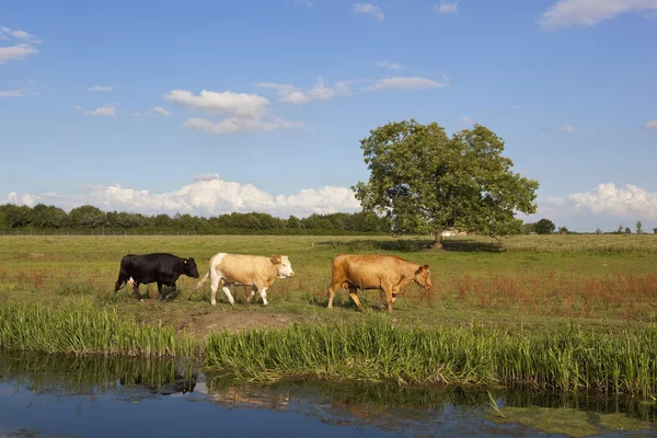Sommaren boskap i en vid vattnet äng — Stockfoto