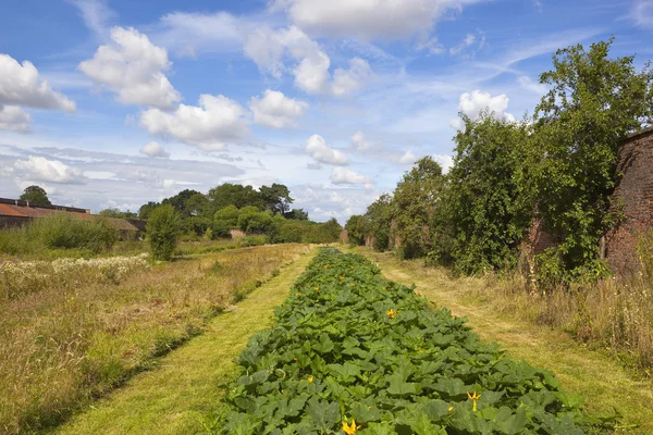 Ekologisk pumpor och squash av en wildflower äng i en muromgärdad trädgård — Stockfoto