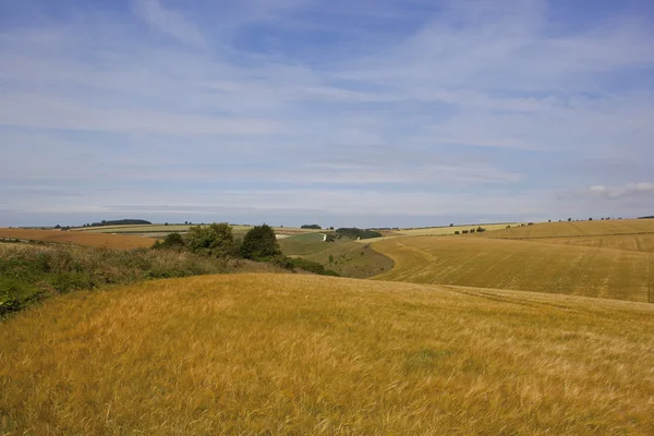 Summer agricultural landscape — Stock Photo, Image