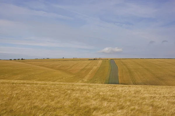 豊富な大麦作物 — ストック写真
